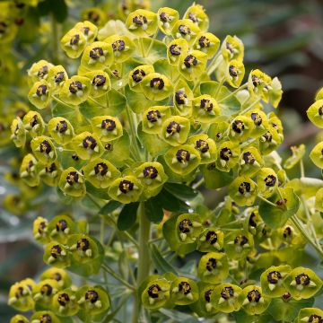 Euphorbia characias - Spurge