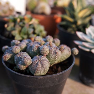 Euphorbia globosa 
