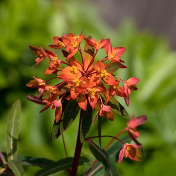 Euphorbia griffithii Dixter - Spurge