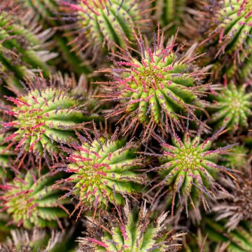 Euphorbia horrida - African milk barrel
