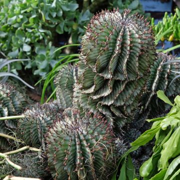 Euphorbia horrida Alba  - African milk barrel