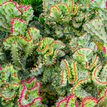 Euphorbia lactea Cristata - Mottled spurge