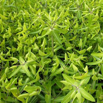 Euphorbia lathyris - Spurge