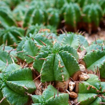Euphorbia meloformis - melon spurge