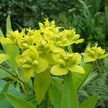Euphorbia sarawschanica - Spurge