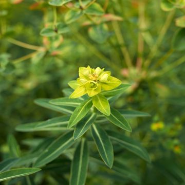 Euphorbia schillingii - Spurge