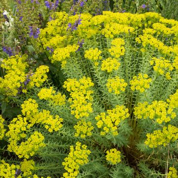 Euphorbia seguieriana subsp. niciciana - Spurge