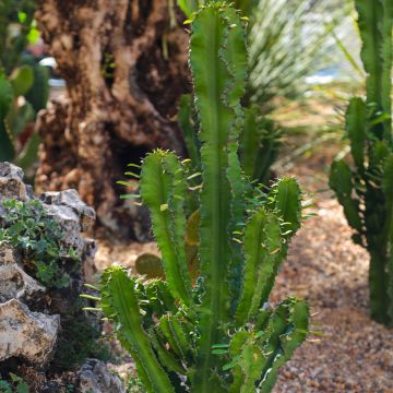 Euphorbia trigona - African milk tree