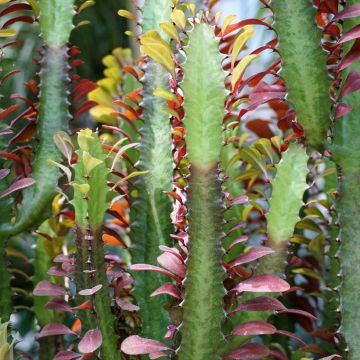 Euphorbia trigona f. rubra - African milk tree