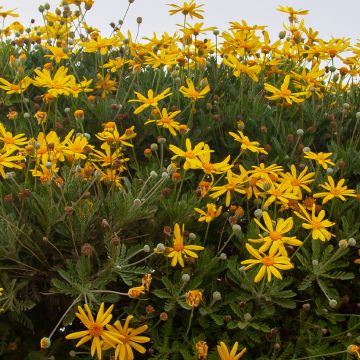 Euryops chrysanthemoides Sonnenschein
