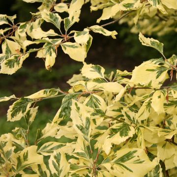 Fagus sylvatica Albomarginata - Beech