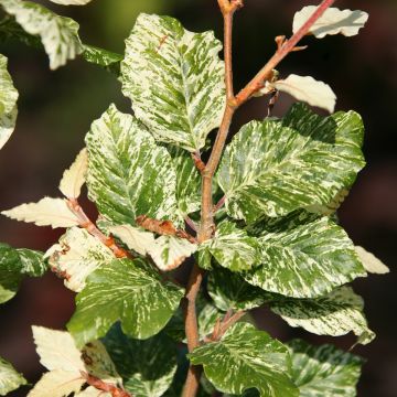 Fagus sylvatica Marmor Star