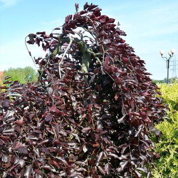 Fagus sylvatica Purple Drongo Weeper