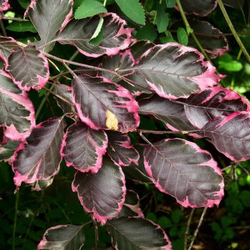 Fagus sylvatica Purpurea Tricolor - Beech