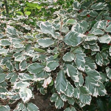 Fagus sylvatica Silbertaler