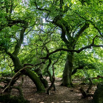 Fagus sylvatica Suentelensis 