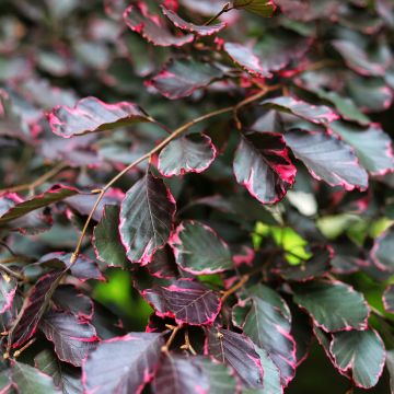 Fagus sylvatica Two Color Weeping