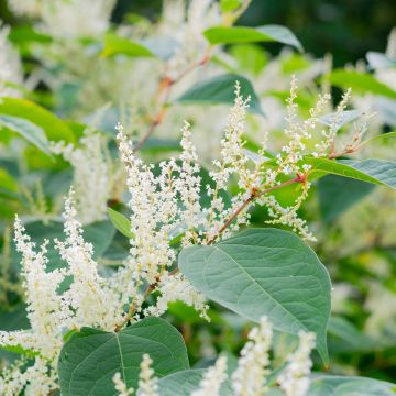 Fallopia sachalinensis