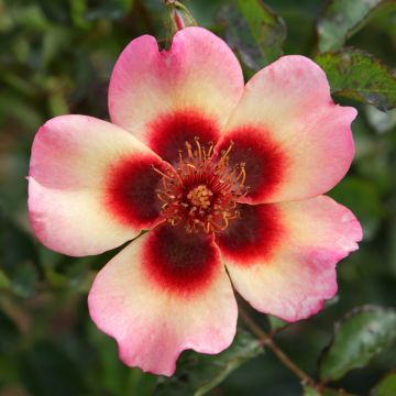 Rosa x persica Fancy Babylon Eyes - Persian Rose
