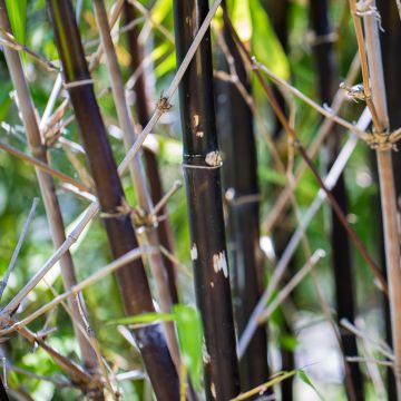 Fargesia Black Dragon - Fountain Bamboo