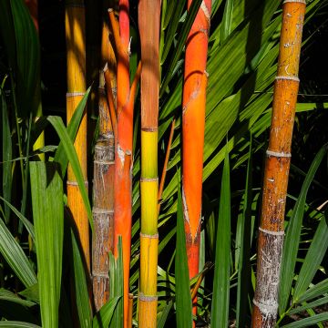 Fargesia nitida Jiu - Non-running Bamboo