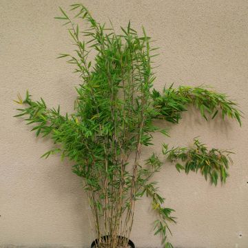 Fargesia nitida Volcano - Non-running Bamboo