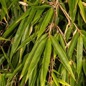 Fargesia robusta - Non-running Bamboo