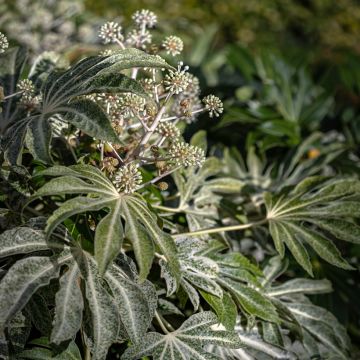 Faux-Aralia - Fatsia japonica Spider's Web