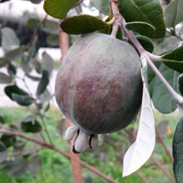 Feijoa sellowiana Apollo - Brazilian Guava
