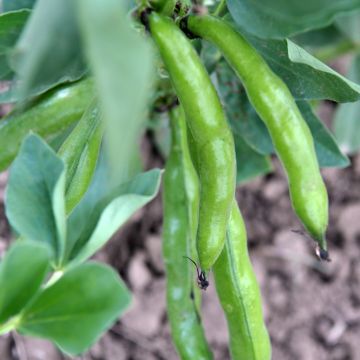 Broad bean Aguadulce - Ferme de Sainte Marthe seeds