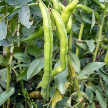 Broad Bean Aguadulce