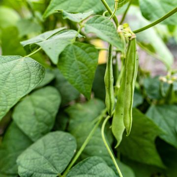 Broad bean The Sutton