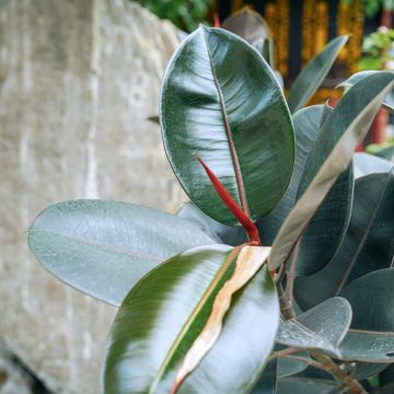 Ficus elastica Abidjan  - Rubber plant