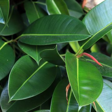 Ficus elastica Melany - Rubber plant