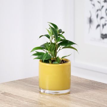 Ficus benjamina Natasja - Weeping fig