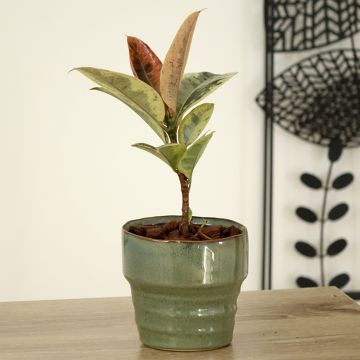 Ficus elastica Shivereana - Schrijveriana Moonshine - Variegated Rubber Plant - Moonshine Rubber Tree