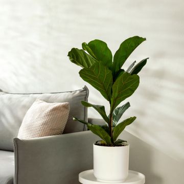 Ficus lyrata - Fiddle-leaf fig