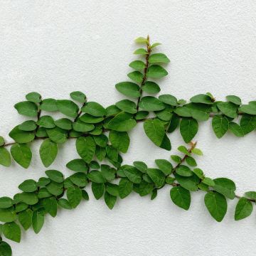 Ficus pumila Arina -Creeping fig