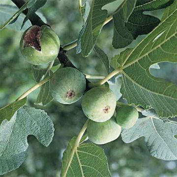Fig Tree Blanquette - Ficus carica