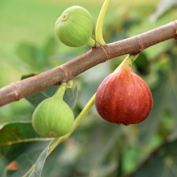 Fig Tree Osborn's Prolific - Ficus carica