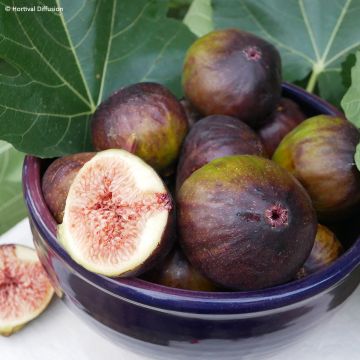 Ficus carica Rouge de juillet