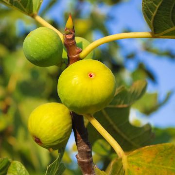 Fig Tree Gentil Bianco - Ficus carica