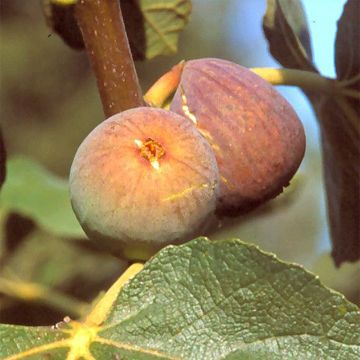 Fig tree Grise de Saint Jean - Ficus carica