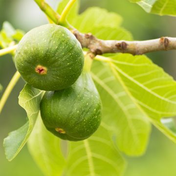 Fig Tree Jannot - Ficus carica