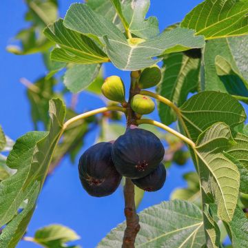 Fig Tree Noire de Bellone - Ficus carica