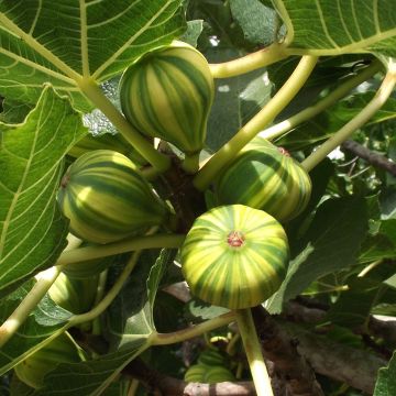 Fig Tree Panachée - Ficus carica