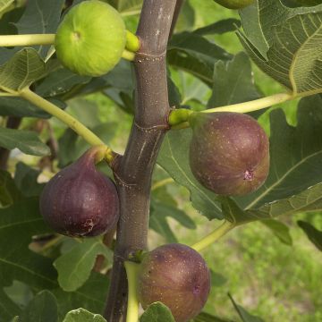 Organic Fig Tree Rouge de Bordeaux - Ficus carica