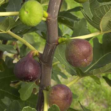 Fig Tree Rouge de Bordeaux - Ficus carica