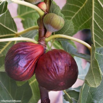 Organic Fig Tree Violette Dauphine - Ficus carica