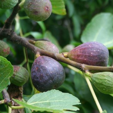 Fig Tree Violette de Sollies Ficus carica